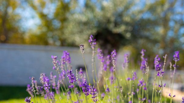 Villa Valentina with SPA zone and outdoor pool, near the sea